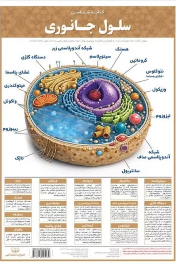 پوستر وایت بردی سلول جانوری (42*30)