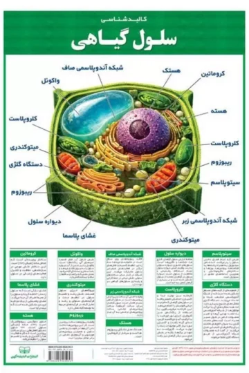 پوستر وایت بردی کالبد شناسی سلول گیاهی