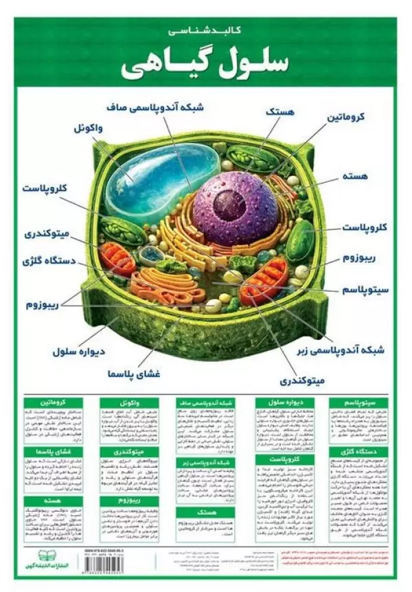 پوستر وایت بردی کالبد شناسی سلول گیاهی