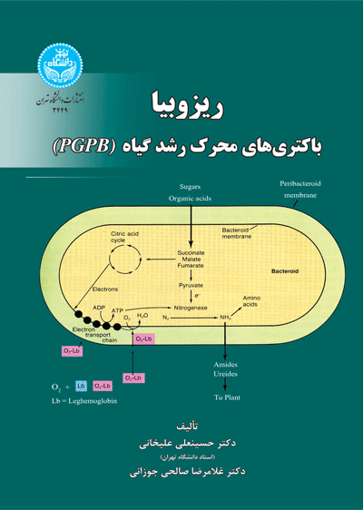 ریزوبیا، باکتریهای محرک رشد گیاه | نشر دانشگاه تهران